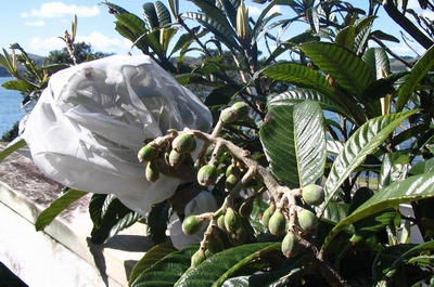Loquat fruit bagged with a fine mesh netting to protect it from guava moth.